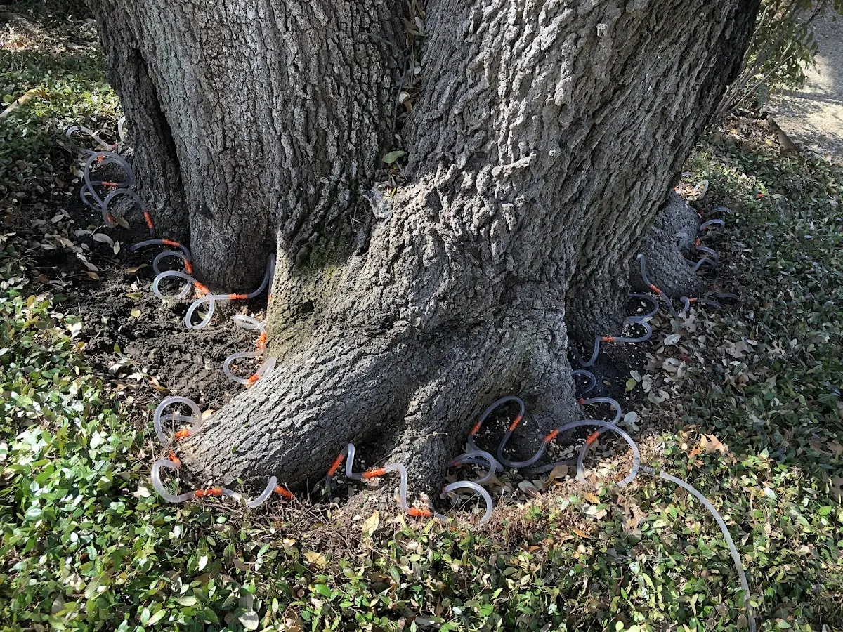Detailed Shrub and Hedge Trimming job site in Thompson Ridge