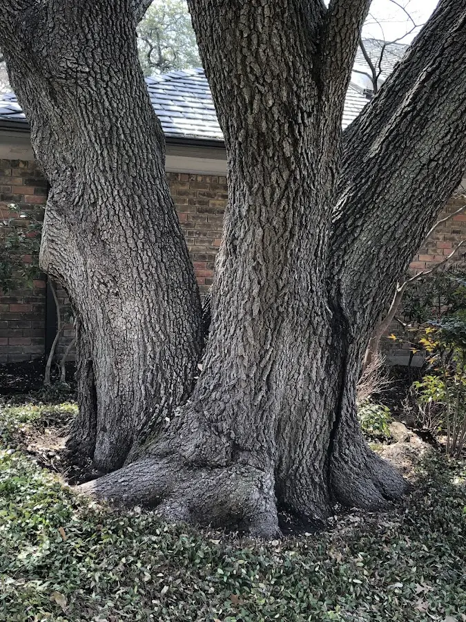 Mature heritage tree close to a Thompson Ridge property cared for by certified arborists